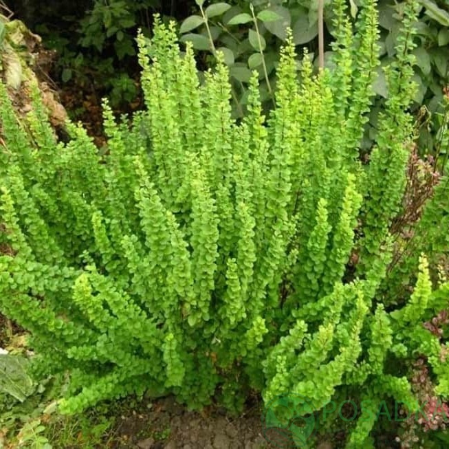 картинка Барбарис Тунберга Green Carpet (Грин Карпет) 