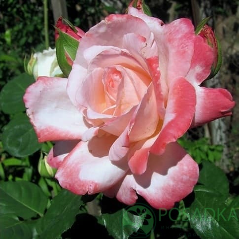 картинка Роза чайно-гибридная Биг Эппл 