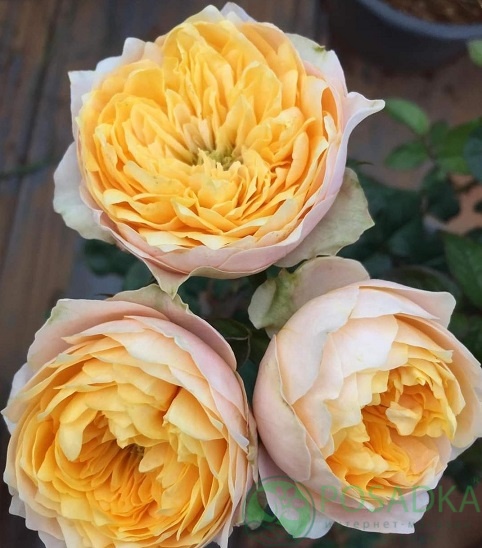 картинка Роза чайно-гибридная Вувузела Еллоу 