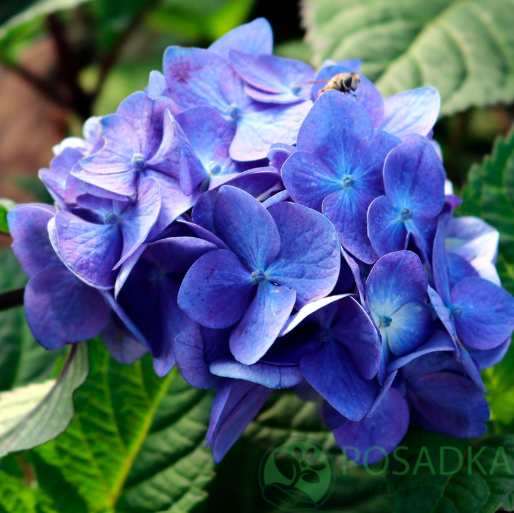картинка Гортензия крупнолистная Endless Summer Bloomstar 