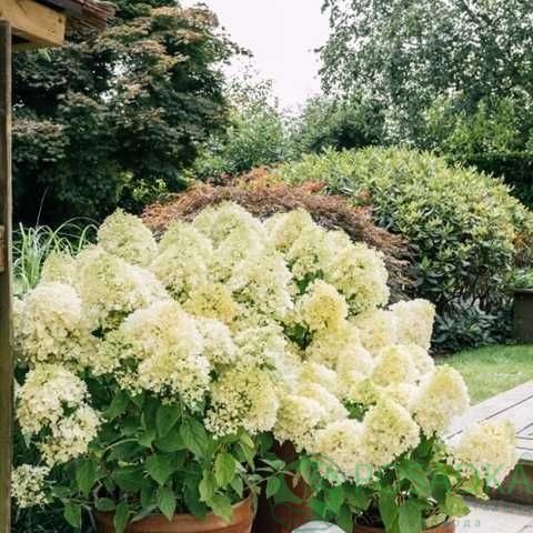картинка Гортензия метельчатая “Living Summer Snow” (Саммер Сноу) 