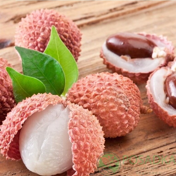 картинка Саженцы Личи 