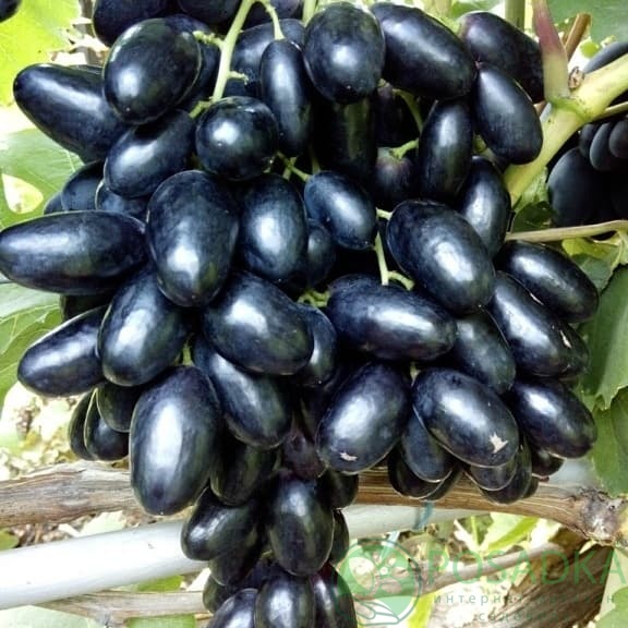 картинка Виноград Велика 