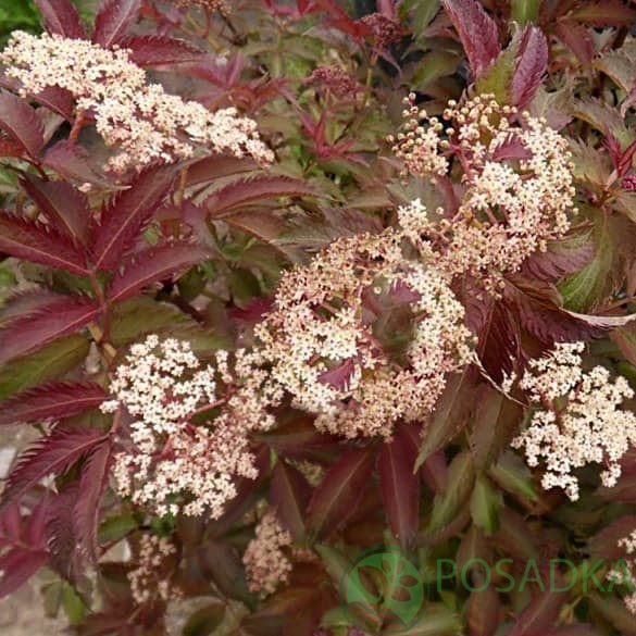 картинка Бузина чёрная Серенада (Sambucus nigra Serenade) картинка Бузина чёрная Серенада (Sambucus nigra Serenade)