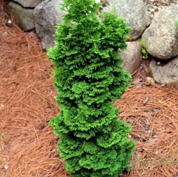 картинка Туя западная Спиралис Мини 