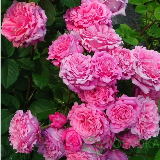 картинка Роза плетистая Бьенвеню 