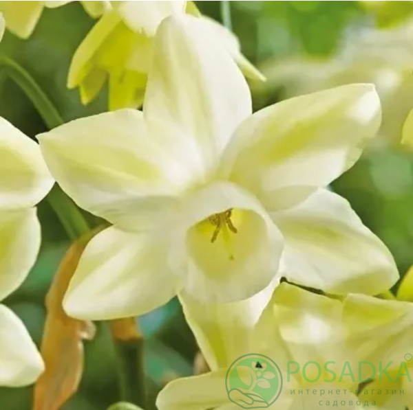 картинка Нарцисс Moonlight Sensation  картинка Нарцисс Moonlight Sensation