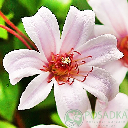 картинка Клематис Princess Kate 