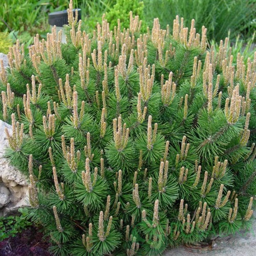 картинка Сосна горная Хампи 3л. 