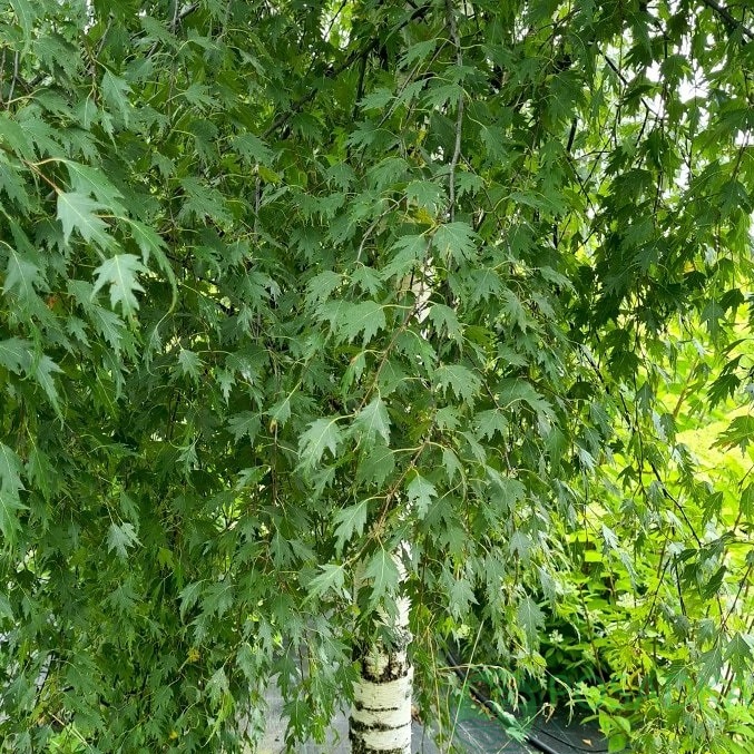 картинка Берёза повислая Dalecarlica 