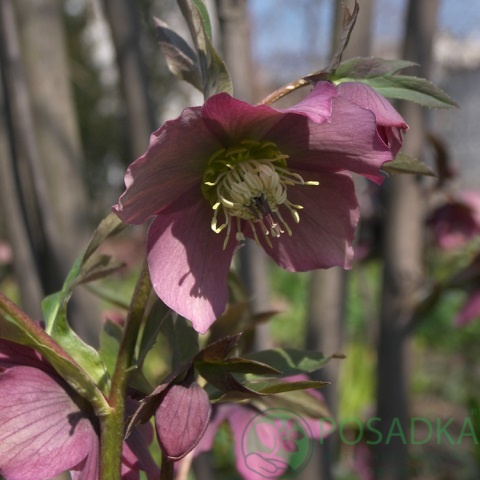 картинка Морозник краснеющий (Helleborus purpurascens) 