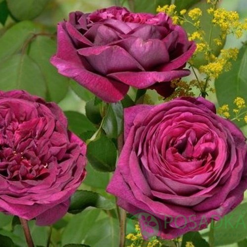 картинка Роза английская Принц 