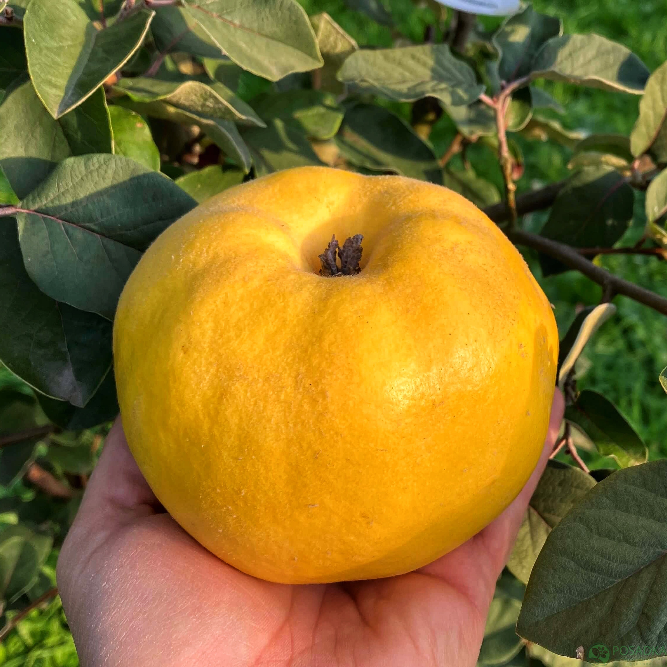 картинка Айва яблоковидная Константинопольская 