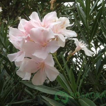 картинка Олеандр белый с розовым оттенком 15 