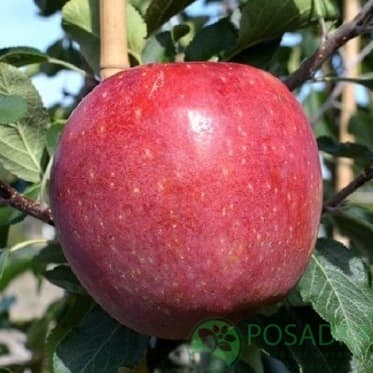 картинка Яблоня Канзи 