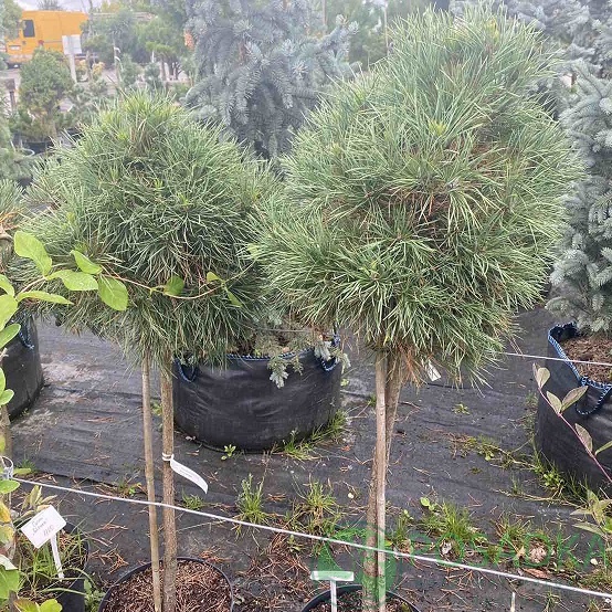 картинка Сосна Глобоза Виридис на штамбе 