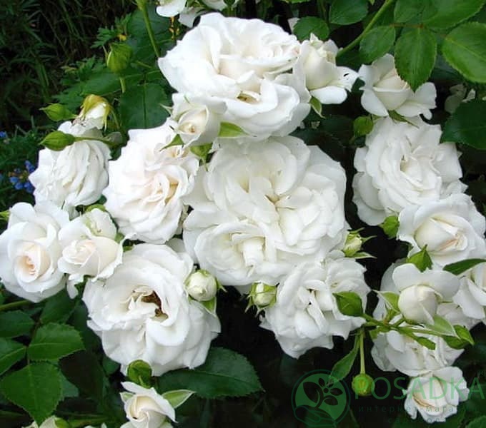 картинка Роза флорибунда Аспирин С2 