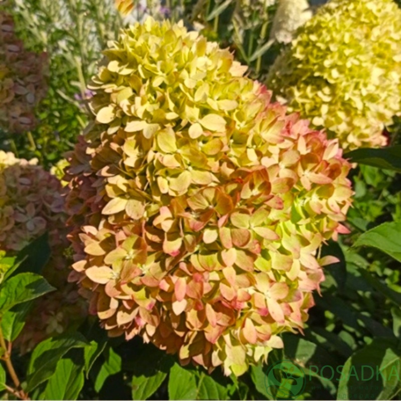 картинка Гортензия метельчатая Bee Green (Би Грин) 