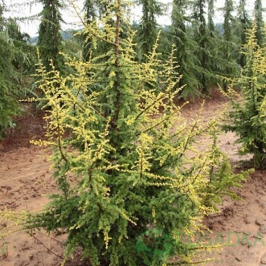 картинка Кедр ливанский Silberspitz 