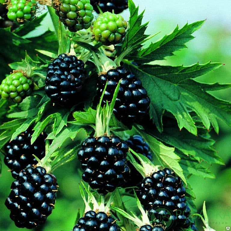 картинка Ежевика кустистая Rubus fruticosus Thornless Evergreen 