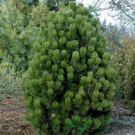 картинка Сосна Гельдрейха Aureospicata 