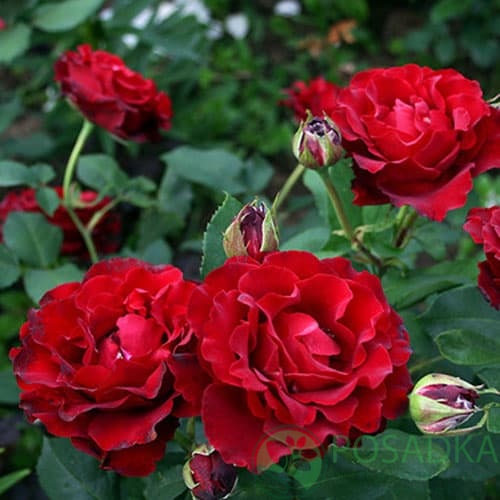 картинка Роза чайно-гибридная Хайнц Винклер 