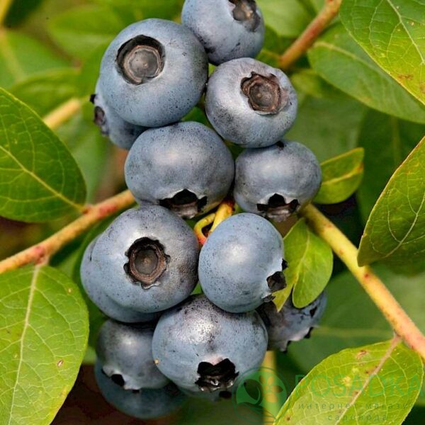 картинка Голубика 3 летняя Бригитта Блю (контейнер С2)  картинка Голубика 3 летняя Бригитта Блю (контейнер С2)