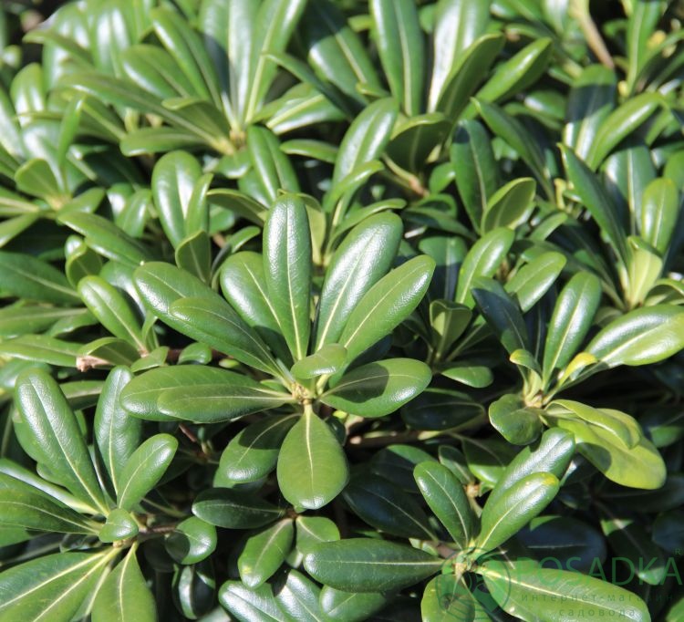 картинка Лавр Австралийский ( контейнер С2) 