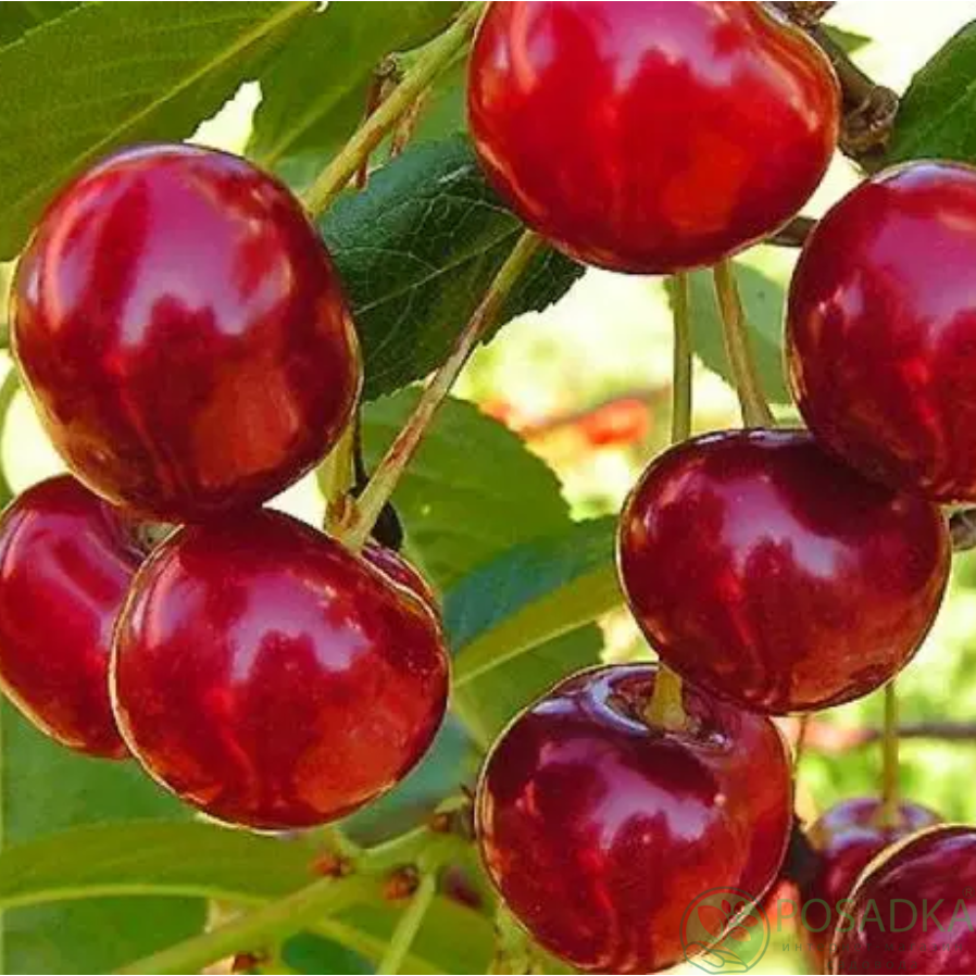картинка Черешня Рубиновая ранняя 