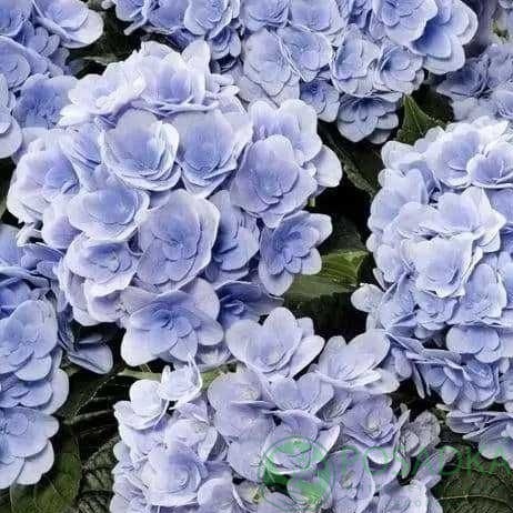 картинка Гортензия крупнолистная Florentina Blue 