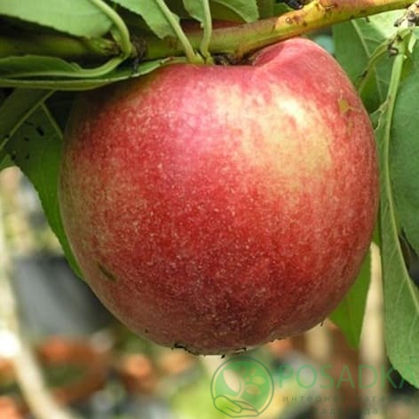 картинка Нектарин Старк ред голд 