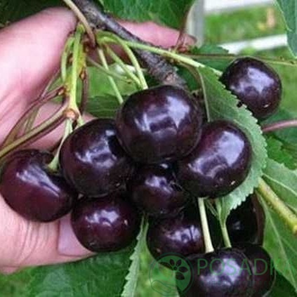 картинка Вишня Чернокорка 