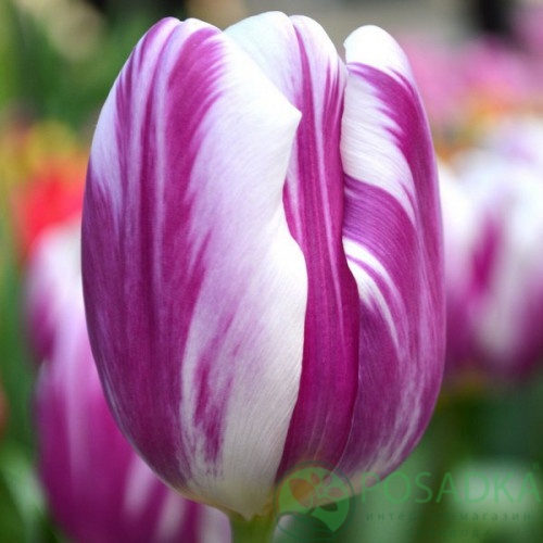 картинка Тюльпан Flaming Flag (3 шт) 