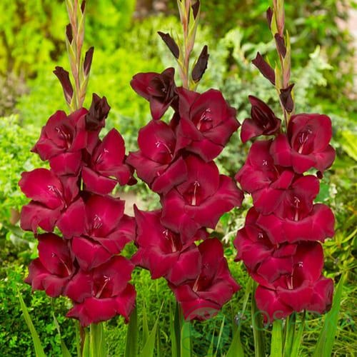 картинка Гладиолус At Night 