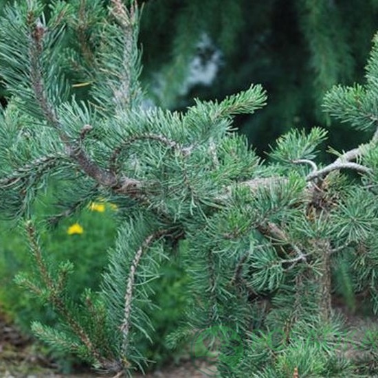 картинка Сосна Банкса 