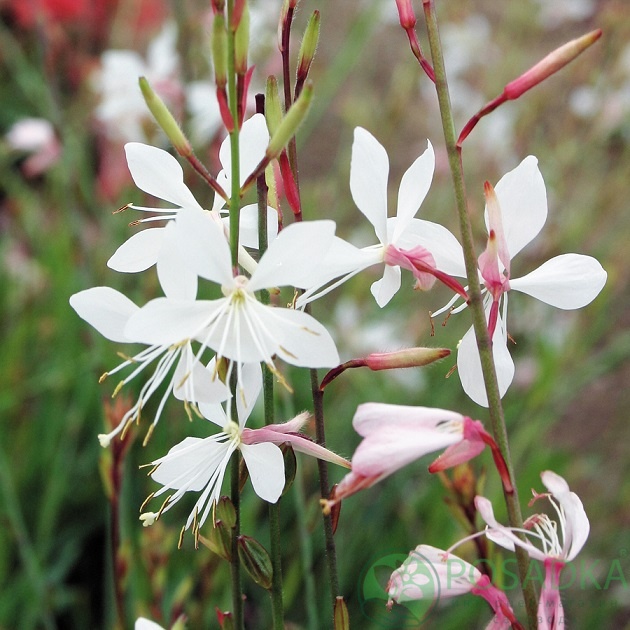 картинка Гаура Graceful White 