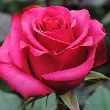 картинка Роза чайно-гибридная Равель 