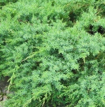 картинка Можжевельник Даурский Ленинград С3 