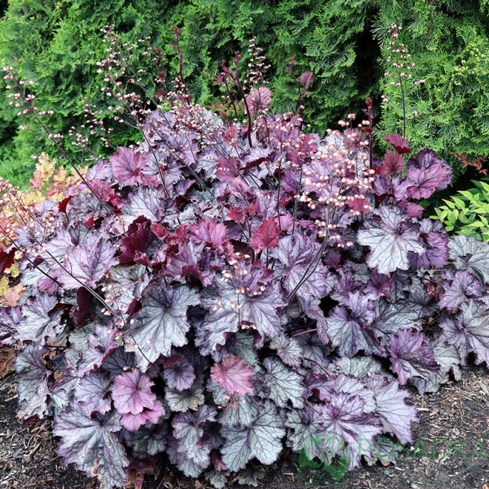картинка Гейхера Northern Exposure Purple 