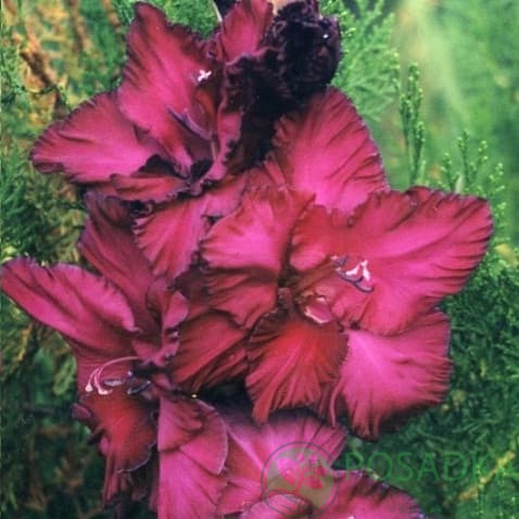 картинка Гладиолус Фея ночи 