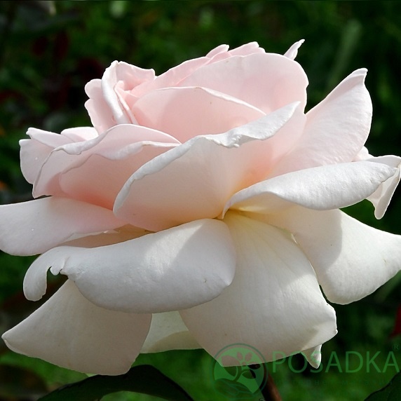 картинка Роза чайно-гибридная Александр Пушкин 