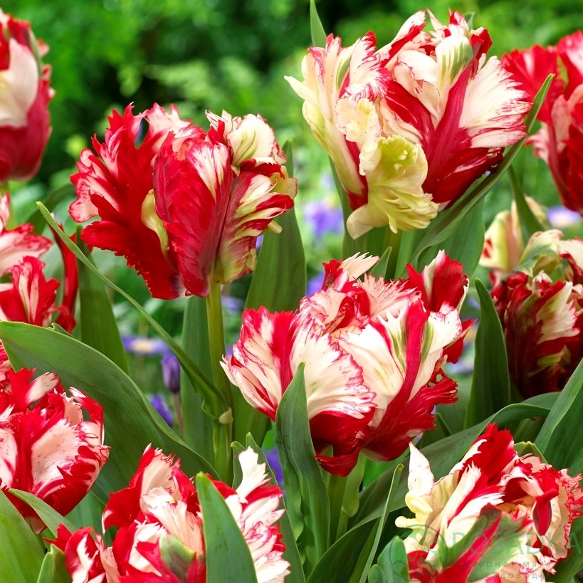 картинка Тюльпан Estella Rijnveld  картинка Тюльпан Estella Rijnveld