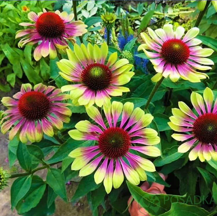 картинка Эхинацея Prairie Blaze Vintage Lime 