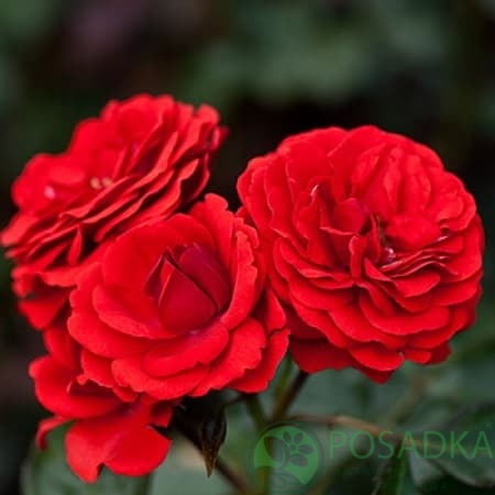 картинка Роза бордюрная Кордула 