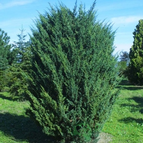 картинка Можжевельник китайский Blaauw 3л 