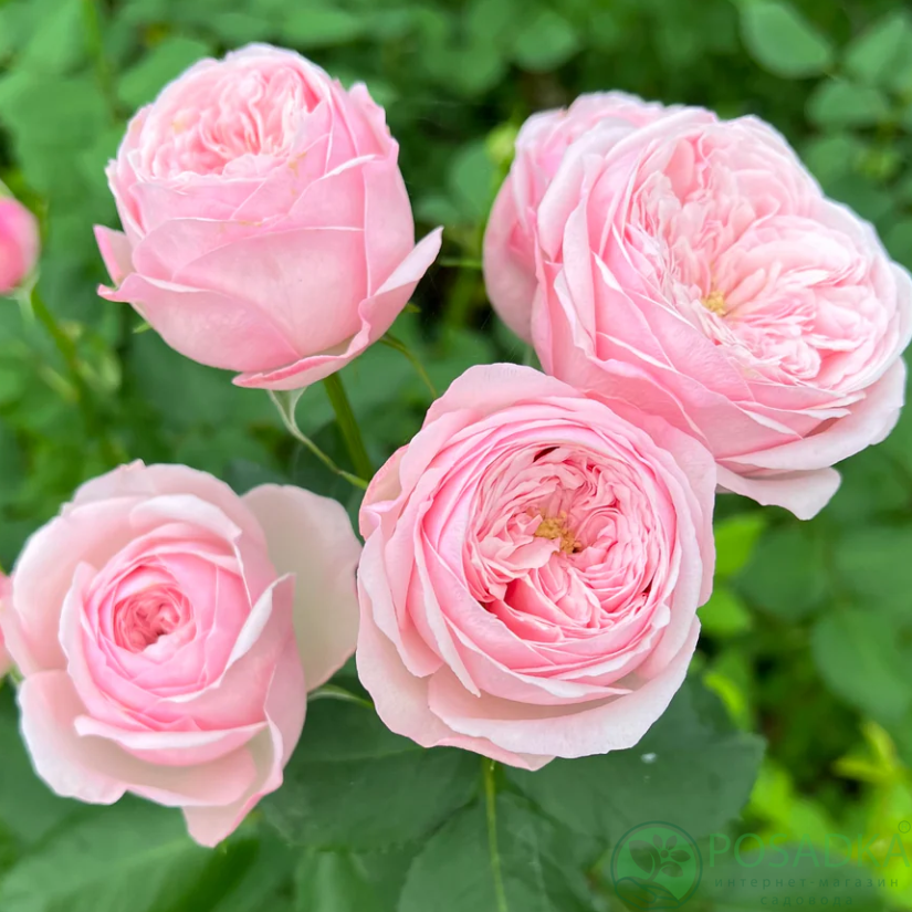 картинка Роза спрей Менсфилд Пинк Парк С2 