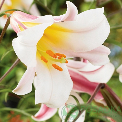 картинка Лилия White Planet 