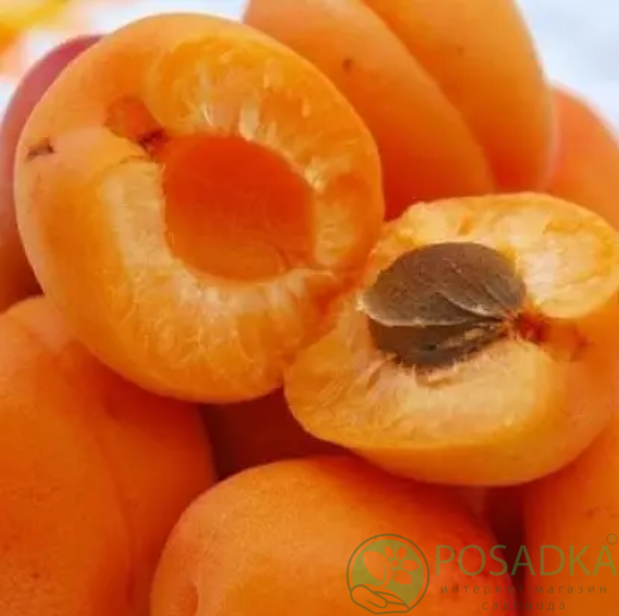 картинка Абрикос Египетский Фараон 