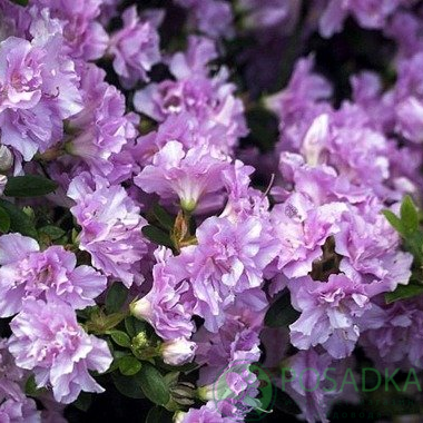 картинка Рододендрон тупой Elsie Lee 