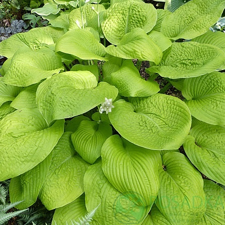 картинка Хоста Golden Waffles 